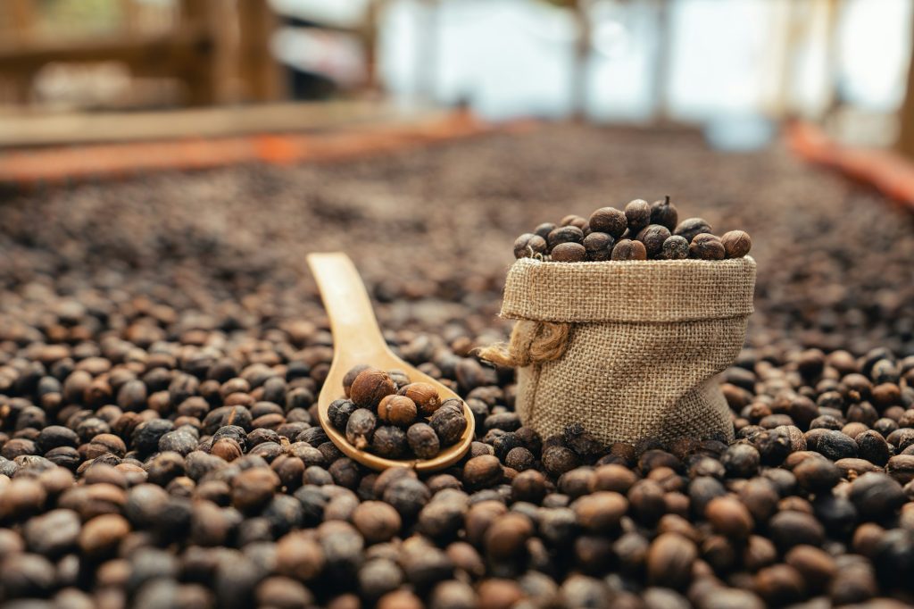 Coffee beans are dried in the greenhouse.