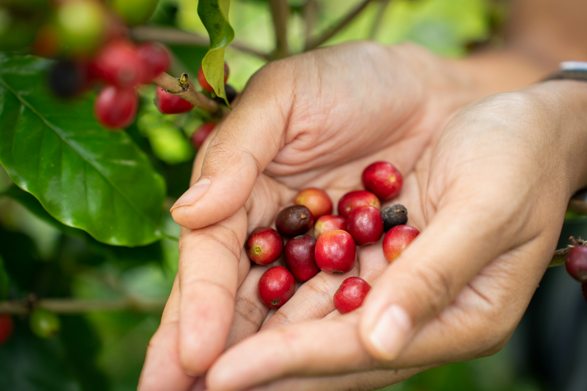 Red coffee beans in Asian woman farmer hand. Hands harvest cherry coffee bean ripe Red berries
